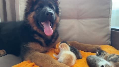 German Shepherd Puppy Reacts to Baby Kittens
