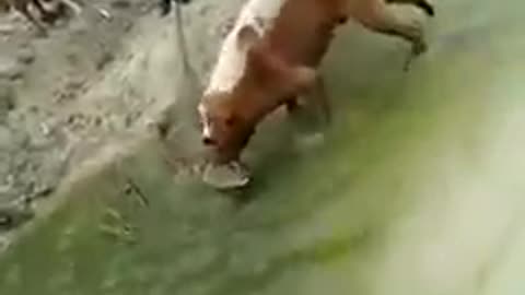 Amazing: Dog Attacks Crocodile. Must Watch This Amazing Video