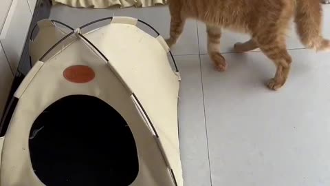 Funny Cat Viral Video