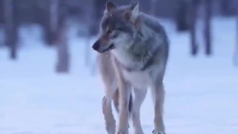 Wolf getting pranked by a Raven