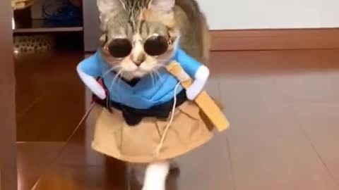 Cute Cat Fashion show