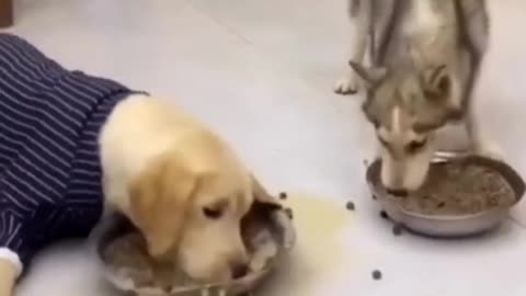 Funny animal cute dog eating food