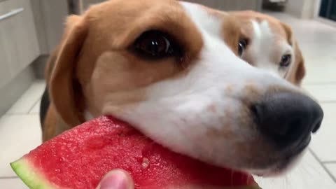 Beagle Eats Watermelon! Nough said CUTE