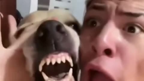 ,,my dog is good beatboxer #funny videos #animal