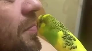 This is Love the parrot