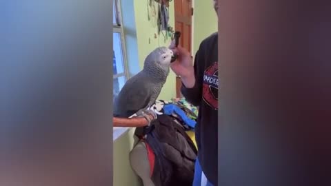 CUTE PARROTS FUN WITH PEOPLE and Enjoy