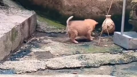 Dog puppie jump