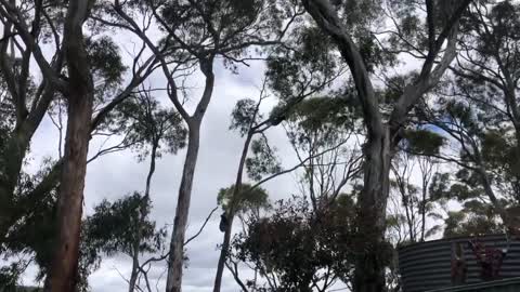Male Koala Vs Female Koala