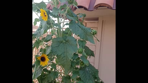 Sarge's Smoke Break #24: A Tale Of Two Sunflowers