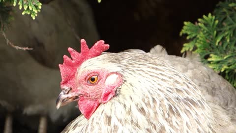 A handsome cock