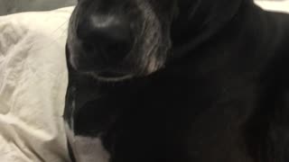 Great Dane Mean Lips to Baby Sissy