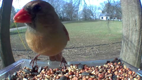 You NEED This Birdfeeder!