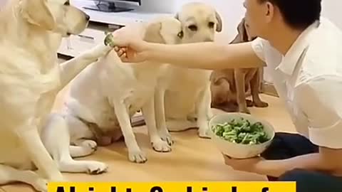 Dogs eating vegetables funny