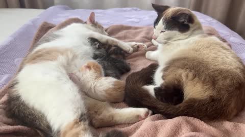 Dad Cat Meets His Baby Kittens for the First Time!