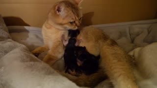 Mother Cat Mimi Giving Birth to 3 kittens