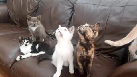 "Adorable Kitten Takes Over the Sofa: Cuteness Overload!"