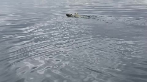 Polar Bear Mother Swims with Cub