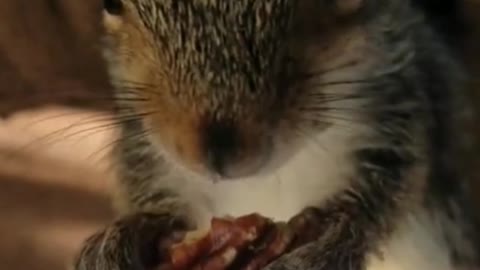 I could watch him eat walnuts all day!