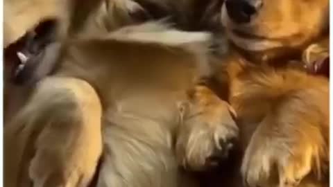 Top Funny Cute Dog