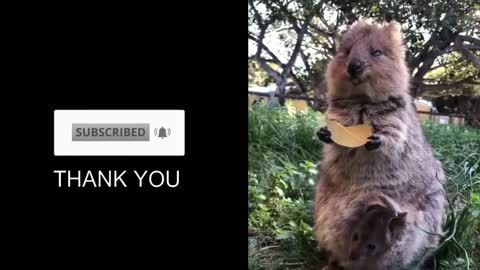 THE HAPPIEST ANIMAL ON EARTH, QUOKKA! the selfie animal | FACT FIVE