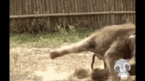 Funny Animals