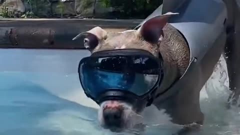 Big brother dog who loves swimming