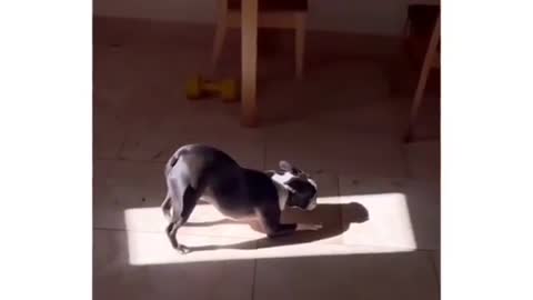 Dog sunning and doing yoga