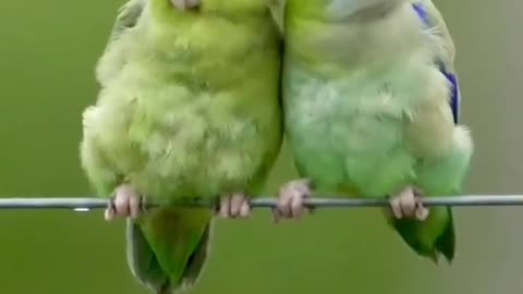 Beautiful Parrots Couple Video ❤️❣️