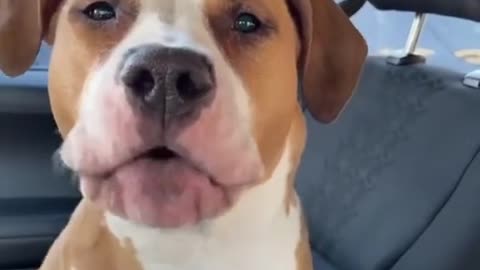 Dog Impresses Owner With Human Like Speaking Ability.