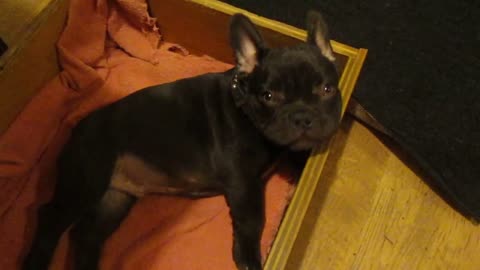 Fun French Bulldog Puppy Argues Bedtime