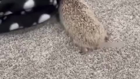 Fighting Hedgehog