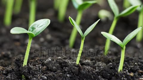 Growing plants in spring timelapse