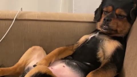 Dog sleep funny video