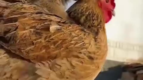 Cute dog and hen friendship