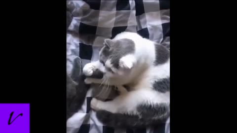 Cute and hilarious cat compilation.