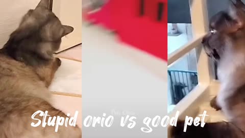 Stupid Orio vs wow pet