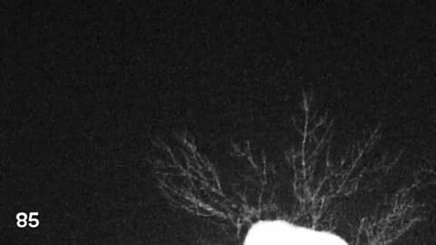 100 Ufo's AGAIN lifting up from the exact same Tree Line all Month Infrared Live Captures