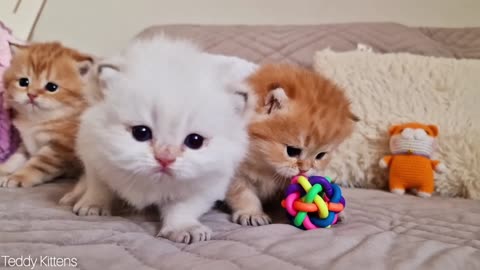 These three fluffy Antidepressants you need to take ASAP! 😻 Cute kittens(part 67)
