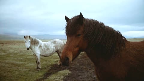 Beautiful landscape of Icelandic horses grazing on the field