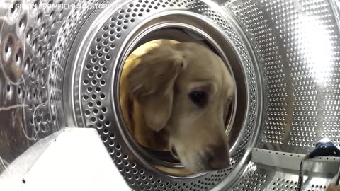 Hidden Camera Catches Dog Getting His Teddy Bear From The Washing Machine