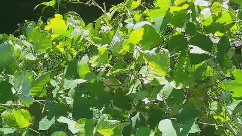 KUDZU: WHAT DO WE KNOW? IS IT EDIBLE? 😋