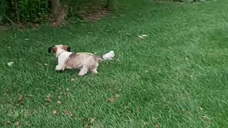 Funny, cute, and fast puppies on our walk in the park