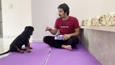 HOW TO TRAIN YOUR PUPPY FOR FOOD DISCIPLINE | 3 MONTHS OLD ROTTWEILER PUPPY TRAINING | DOG TRAINING