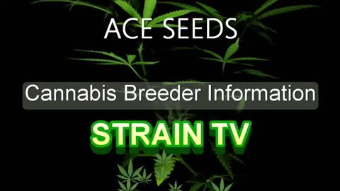 Ace Seeds – Cannabis Strain Series – STRAIN TV