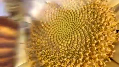 The Fibonacci Sequence Universal Mathematic Pattern That Proves Everything Was Created By One Creator~God’s Signature