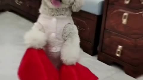I love to dancing | Dog training