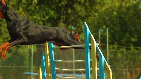 Amazing dog jumping over hurdle