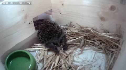 kleiner Igel 🦔 legt sich auf den Bauch