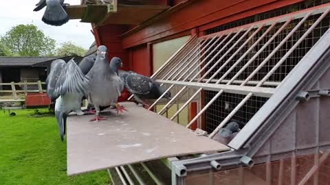 Racing Pigeons, young birds trapping 2015