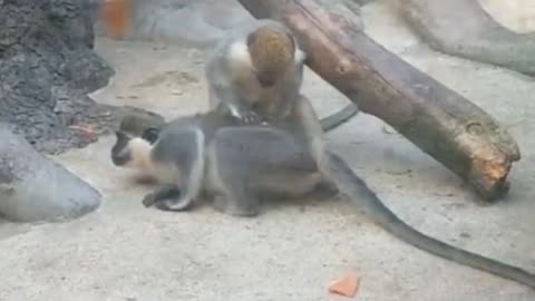 Little monkey catches lice